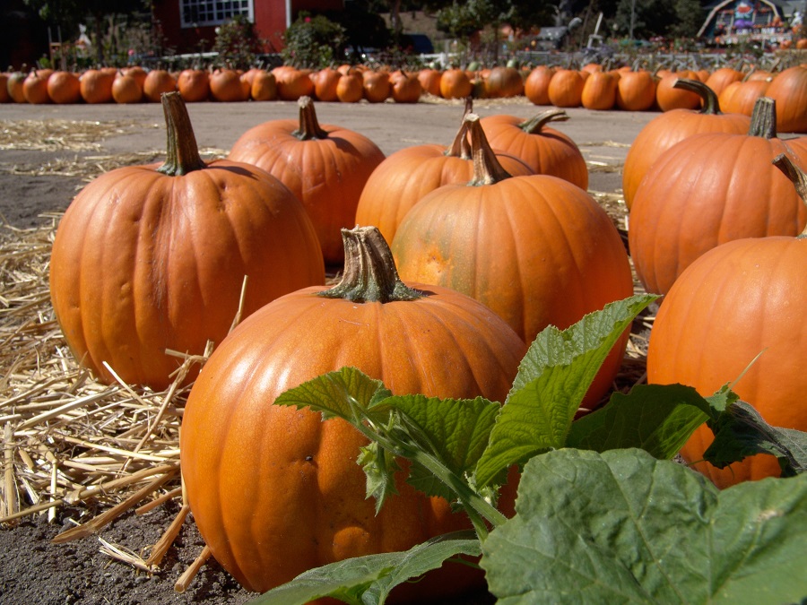 Home Care Assistance Douglas GA - Healthy Treats for Seniors This Halloween